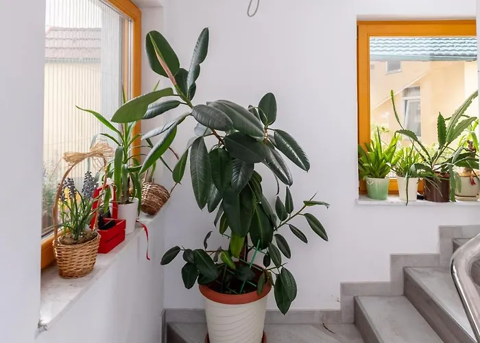 Rose ゲストハウス